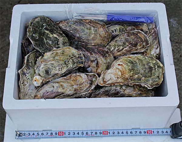 牡蠣漁師 福吉丸 3年畜養殻付き牡蠣を、瀬戸内海虫明湾(岡山